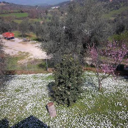 Norianino